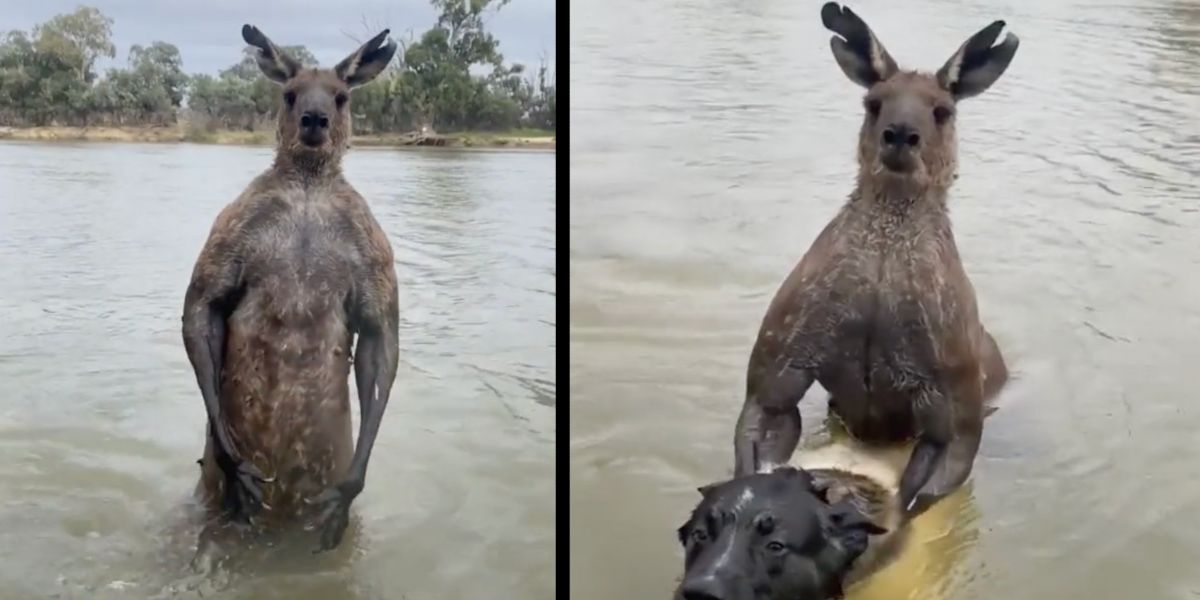 Brave Man Foils Kangaroo's Attempt to Drown Dog - River 1467